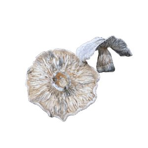 Albino-Penis-Envy-Dried