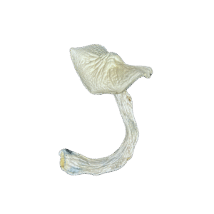 Jedi-Mind-Fuck-Dried11